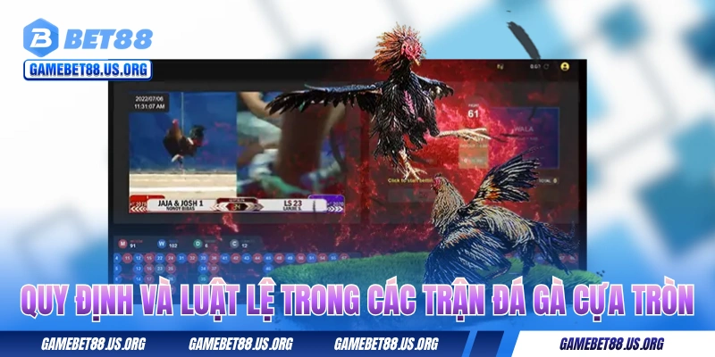 Quy định và luật lệ trong các trận đá gà cựa tròn