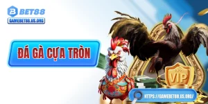 Đá Gà Cựa Tròn Và Những Thông Tin Quan Trọng Nhất 2025