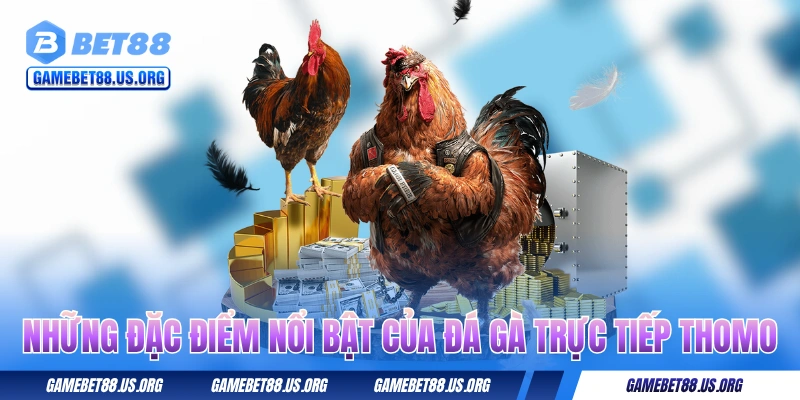 Những đặc điểm độc đáo nhất của đá gà trực tiếp Thomo