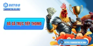 Đá Gà Trực Tiếp Thomo - Tinh Hoa Chọi Kê Của Đông Nam Á